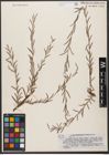 Foto von Salix wilhelmsiana M. Bieb.